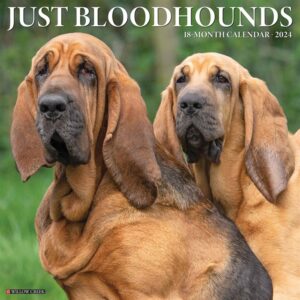Just Bloodhounds Calendar 2024