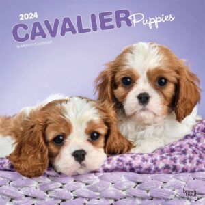 Cavalier King Charles Spaniel Puppies Calendar 2024