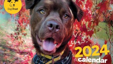 Dogs Trust A4 Calendar 2024