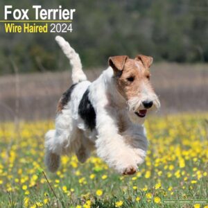 Wire Haired Fox Terrier Calendar 2024