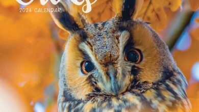 Owls Mini Calendar 2024