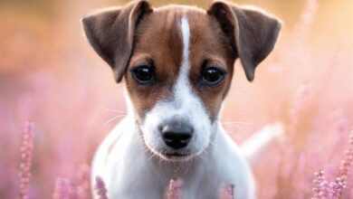 Jack Russell Puppies Mini Calendar 2024