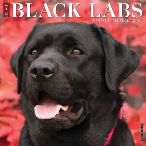 Just Black Labs Calendar 2024