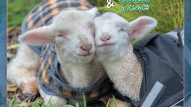 Lambies In Jammies Mini Calendar 2024