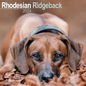 Rhodesian Ridgeback Calendar 2024