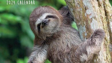 Sloths Mini Calendar 2024