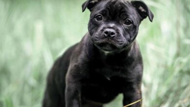 Staffordshire Bull Terrier Puppies Mini Calendar 2024
