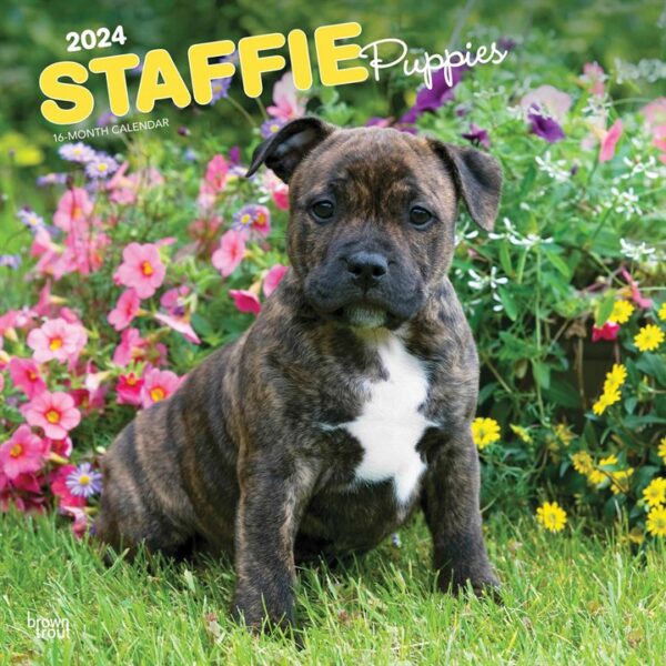 Staffie Puppies Calendar 2024