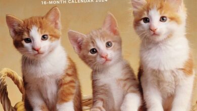 Kittens Mini Calendar 2024