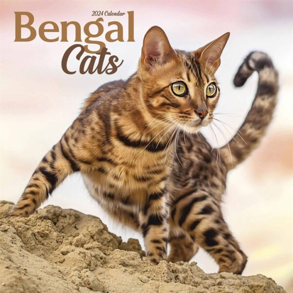 Bengal Cats Calendar 2024 Calendar Store UK