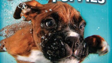 Underwater Puppies Mini Calendar 2024